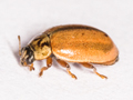 Aphidecta obliterata